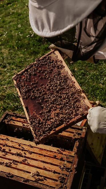 некая: Натуральный пчелиный мёд из собственной пасеки - Свежий отбор с — 3