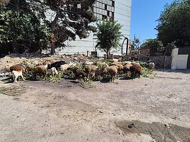 heleb kecileri: 27 eded keci cepis coxuda bogazdi 19 eded qoyun quzudu 4 erkek 4 ana 2 — 7
