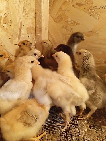 Куры, петухи: Продаю | Цыплята | Для разведения — 1