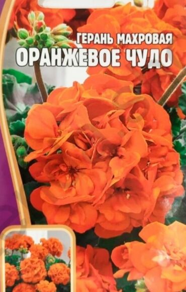 цветок герань: Герань Оранжевое чудо
