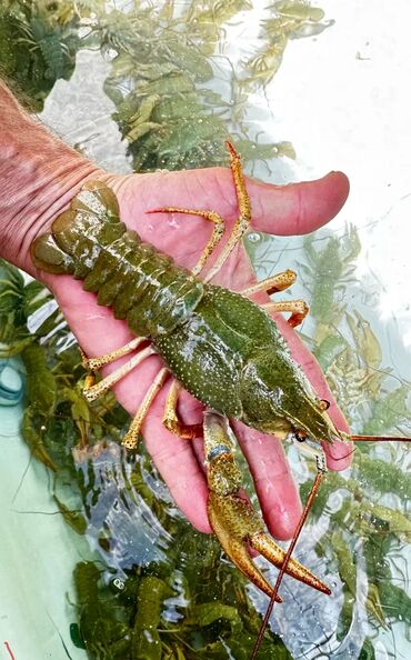 Рыба и морепродукты: Свежий