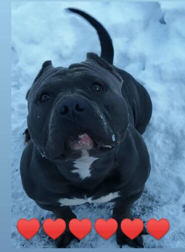 Продажа собак: Американский булли, 1 месяц, Самец, С родословной, С прививкой — 16