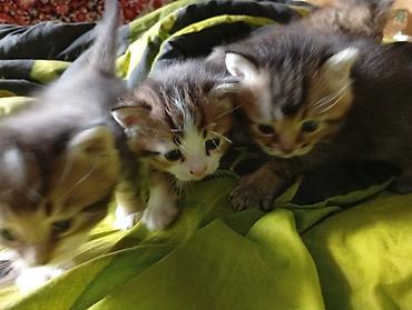 британские кошки: Котята, помет из нескольких малышей. - Окрас: тигровые (табби) и — 1