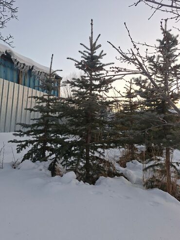 Декоративные деревья: Саженцы деревьев: Ели — 2