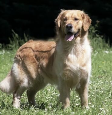 golden retriever satış: Retriever, 10 ay, Erkek, Peyvəndli, Ünvandan götürmə