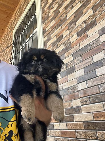 Pekines, 3 ay, Dişi, Peyvəndli, Pulsuz çatdırılma