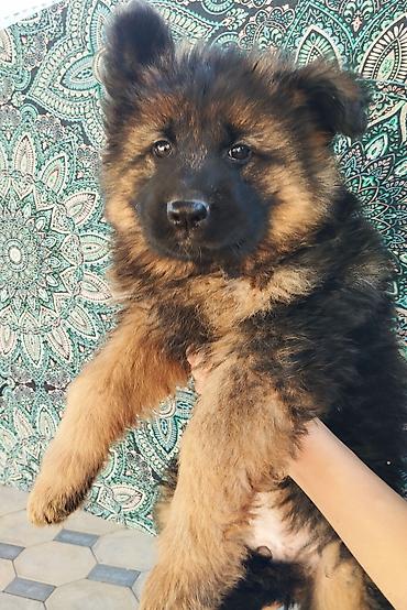 Продажа собак: Немецкая овчарка, 2 месяца, Самка at lalafo.kg — 6 Продажа собак: Немецкая овчарка, 2 месяца, Самка — 6