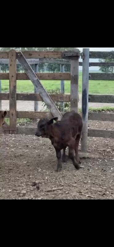 Dana, buzov: Məhsul: Qara və tünd qəhvəyi rəngli buzovlar (ətlik tip) Təsvir: - — 5