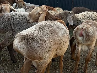отдам животных в хорошие руки: Продаю | Баран (самец) | Гиссарская, Арашан | На забой — 2