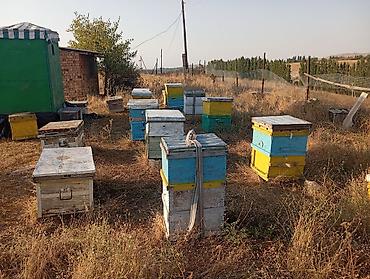 дойки ко: Пасека с инвентарём для пчеловодства - Комплект ульев: на участке — 1