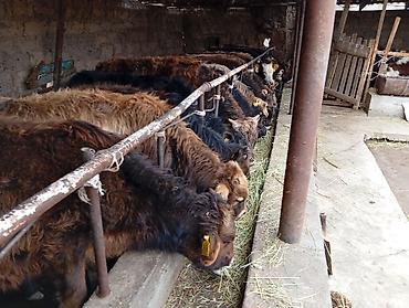 Коровы, быки: Продаю | Бык (самец) | Швицкая | На откорм — 4