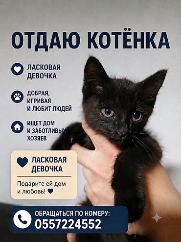 кандек собака: Мышык бекер берилет: Породасыз, 2 айлык, Ургаачы, Курттардан тазаланган — 1