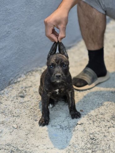 dovşan şəkilləri çəkmək: Pitbul, 2 ay, Erkek, Peyvəndli
