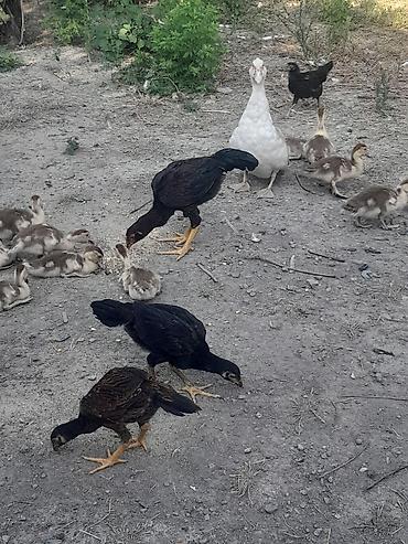 etlik cuceler: Toyuq cücələri, Ətlik — 5