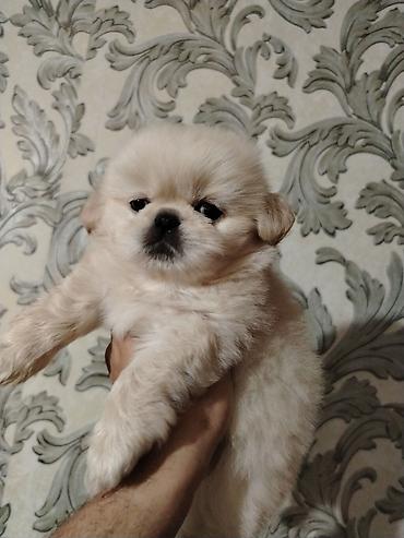 pekines iti: Pekines, Dişi — 3
