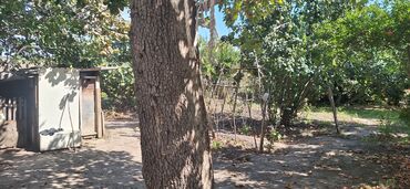 Torpaq sahələrinin satışı: Kənd təsərrüfatı -da lalafo.az — 4 Torpaq sahələrinin satışı: Kənd təsərrüfatı — 4