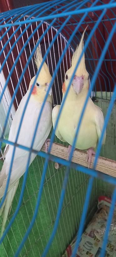 Tutuquşları: Salam Erkek Satilir Tam cute hazir Yas yarimliq.Disi uctu deye tek — 1