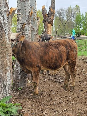 Коровы, быки: Продаю | Бык (самец) | На откорм | Привязанные — 7