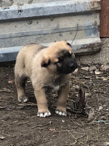 İtlər: Qurdbasar, 1 ay, Erkek — 11