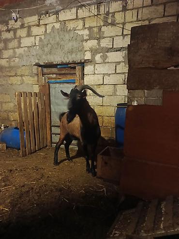 südlük keçi: Boğaz keçi – məhsuldar yerli cins - Cins: yerli məişət keçisi, uzun — 8