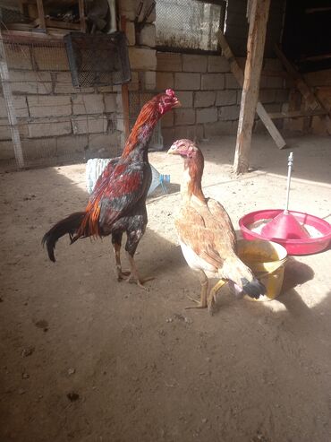 sudluk inekler satışı: Курица, Adler, Для разведения, Самовывоз, Платная доставка