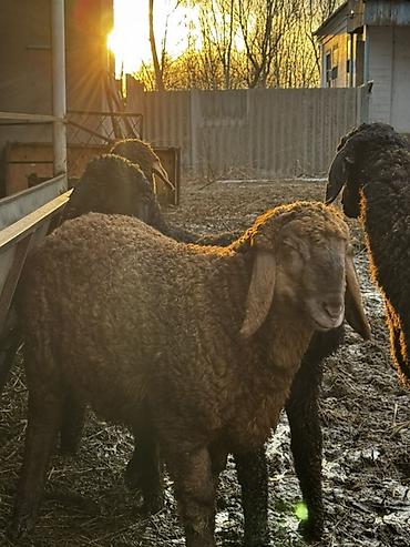 Баран, овца: Продаю | Овца (самка) | Для разведения | Ярка — 2