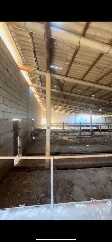 оптовый товар: Farm КРС, 97 соток, Действующий, Частично с оборудованием, Электричество, Скважина — 7