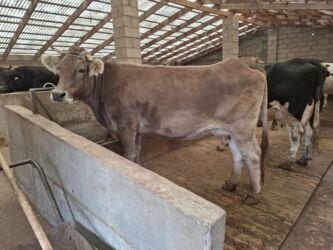 дома для кошек: Продаю | Корова (самка) | Швицкая | Для молока, Для разведения | Племенные, Стельные