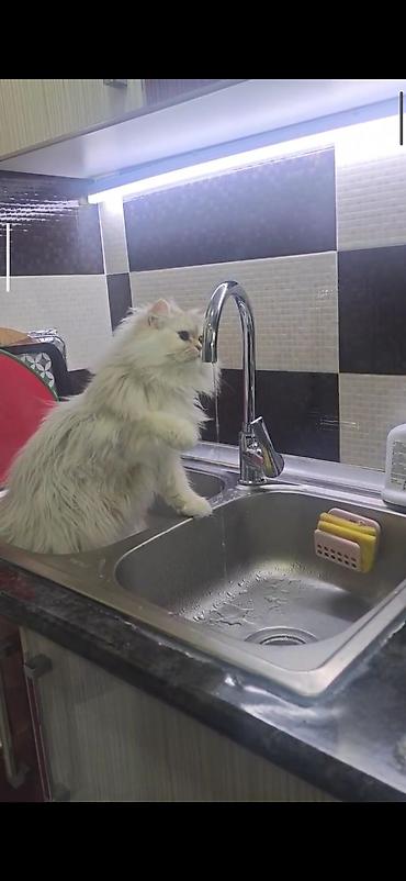 Pişiklər: Dişidi çütleşdirilir 0702500507 — 5