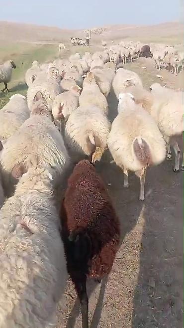 at satışı gəncə: Dişi, il: 1, Damazlıq, Pulsuz çatdırılma — 10