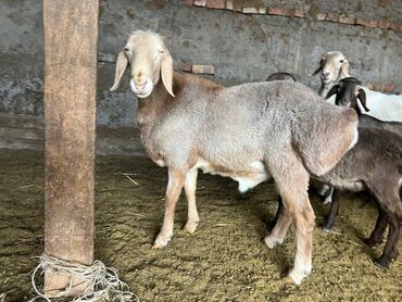 домик для кошки многоуровневый: Продаю | Ягненок | Гиссарская | Для разведения | Племенные