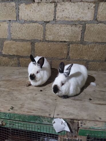 yumurta qoyan heyvanlar: Kaliforniya m89 linya bir cut erkek disi biri 40 azn