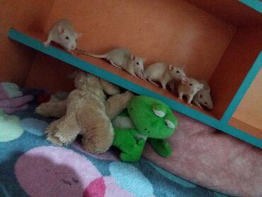 Грызуны: Крысы порода Дамбо месячные и двухмесячные крысята мальчики девочки