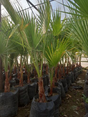 Пальмы: Vaşinkton palması 1 metrliy 12m.ünvan maştağa