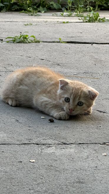 Кошки: Скотиш Фолд (Шотландская вислоухая), 2 месяца, Мальчик, Метис