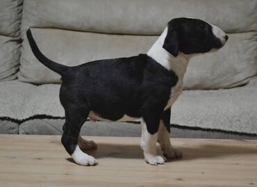 Psi: Bulterijer vrhunski štenci Odgajivačnica Maskking predstavlja vrhunske — 9