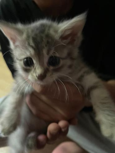 котенок вислоухая: Скотиш Фолд (Шотландская вислоухая), 1 месяц, Мальчик, Приучена к лотку — 3