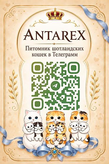 биколор: Скотиш Фолд (Шотландская вислоухая), 3 месяца, Девочка, Биколор — 5