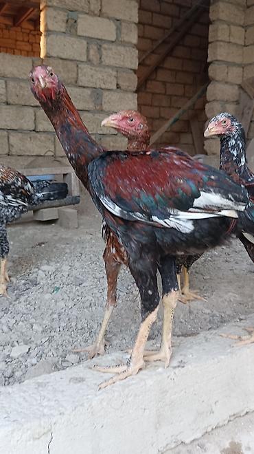 pon pon toyuqlari: Pileymut heyratılar 5 aylıqdırlar beceler 50 manat fereler 40 manat — 2