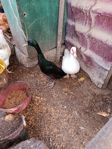 Ördəklər: Dişi, | Lal ördək, Ətlik, Ünvandan götürmə — 2