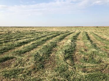 Torpaq sahələrinin satışı: 40000 sot, Kənd təsərrüfatı, Mülkiyyətçi, Müqavilə — 2