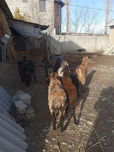 Баран, овца: Продаю | Ягненок | Для разведения — 5