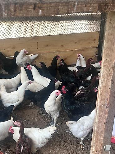 qala cinsi qoyun satilir: Salam tam saglam ag qara temiz cins 4 ay yarimliq avstralip colpalar — 5