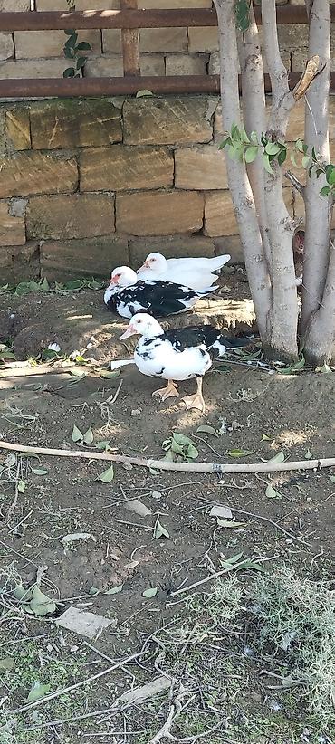 heyvan bazari: Salam 18 manat yerli ördekler. ponpon ördəklər 25 manat . lal — 9