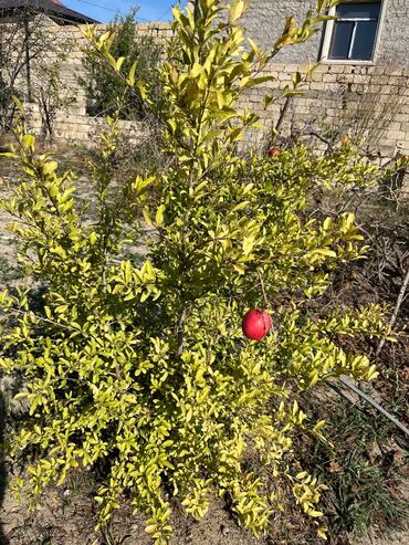 Torpaq sahələrinin satışı: 9 sot, Mülkiyyətçi, Kupça (Çıxarış) — 15