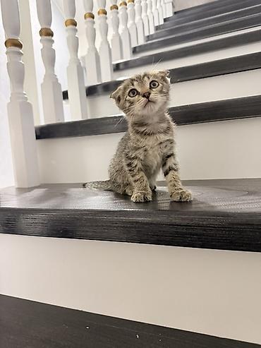 кот сфинкс: Скотиш Фолд (Шотландская вислоухая), 2 месяца, Мальчик, Приучена к лотку, Проглистована — 2