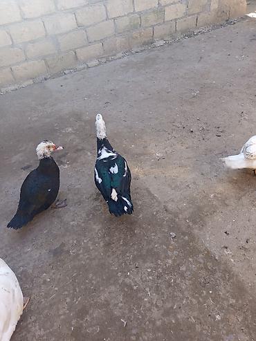 Ördəklər: Heyet balaca olduqdan satram 260 manata 12 dənədi 2 Erkey 10 dişi — 4