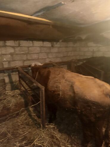 Inəklər, öküzlər: Dişi, il: 3, Ətlik, Ünvandan götürmə — 5
