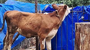 sud veren inek satilir: Beş aylıq təmiz qan smental düyə satılır — 2