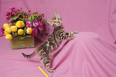 породистые кошки: Друзья !!! долгожданный помет . Бенгальские котята . от самых — 7
